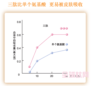 三肽比单个氨基酸  更易被皮肤吸收