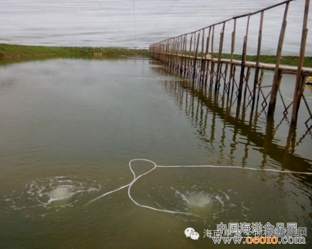 点击打开原图 南美白对虾