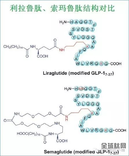 利拉鲁肽 索玛鲁肽结构对比