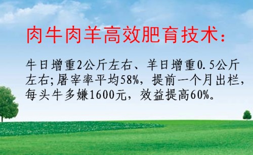 高蛋白 高能量 高消化 生肽源肉牛生物蛋白饲料